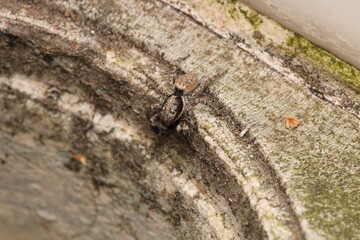 little jumping spider macro photo