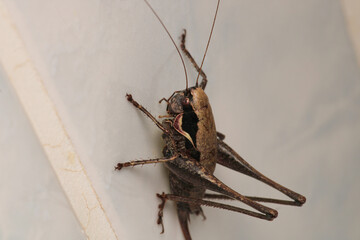 dark bush cricket grasshopper insect macro photo