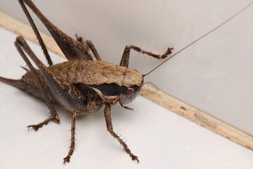 dark bush cricket grasshopper insect macro photo