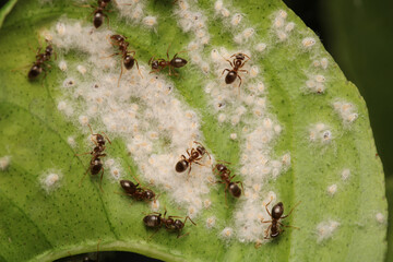 Black carpenter ant macro photo
