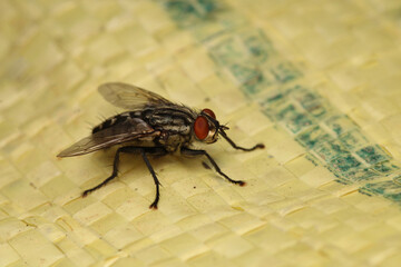 macro photo of housefly facing back