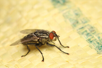 macro photo of housefly facing back