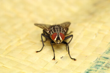 macro photo of housefly facing back
