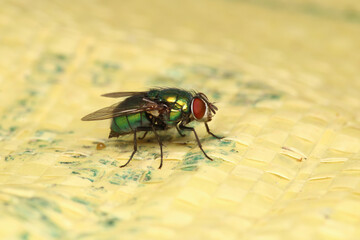macro photo of housefly facing back