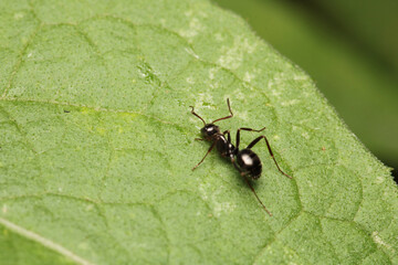 Black carpenter ant macro photo