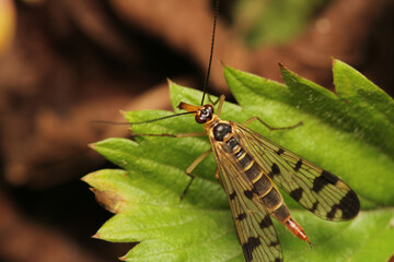 natural panorpa communis insect photo