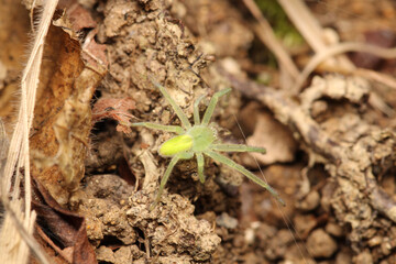 misumena vatia spider macro photo