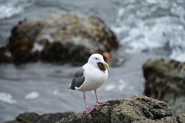 seagull on rocks