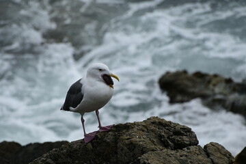 seagull on rock