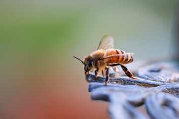 Close up view of honey bee, focus stacked image with shallow depth of field. - Powered by Adobe