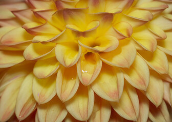 Close up view of delicate Dahlia flower petals