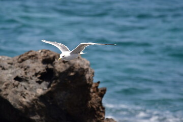 GAVIOTA PATIAMARILLA