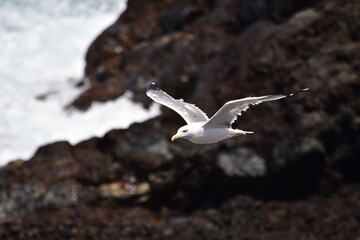 GAVIOTA PATIAMARILLA