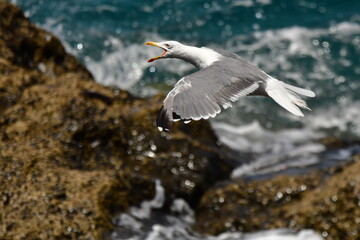 GAVIOTA PATIAMARILLA