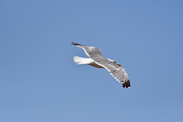 GAVIOTA PATIAMARILLA