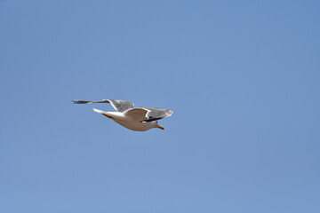 GAVIOTA PATIAMARILLA