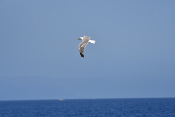 GAVIOTA PATIAMARILLA