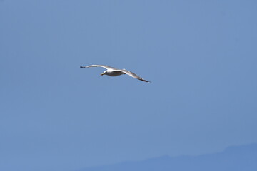 GAVIOTA PATIAMARILLA