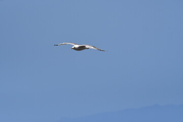 GAVIOTA PATIAMARILLA