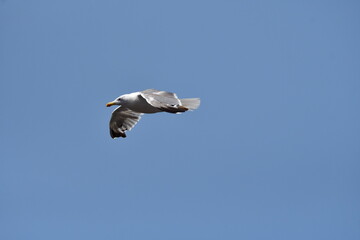 GAVIOTA PATIAMARILLA