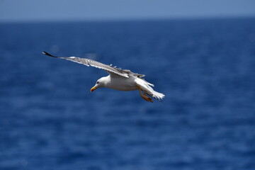 GAVIOTA PATIAMARILLA