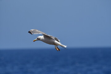 GAVIOTA PATIAMARILLA