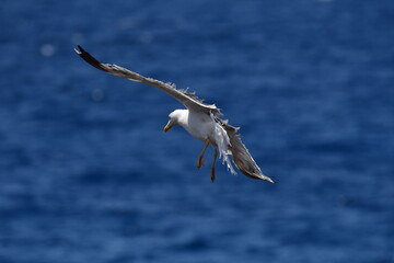 GAVIOTA PATIAMARILLA