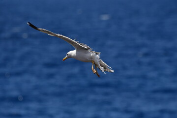 GAVIOTA PATIAMARILLA