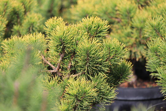 Mountain pine Carsten's Wintergold