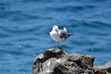 GAVIOTA PATIAMARILLA