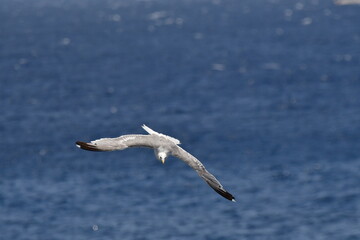 GAVIOTA PATIAMARILLA