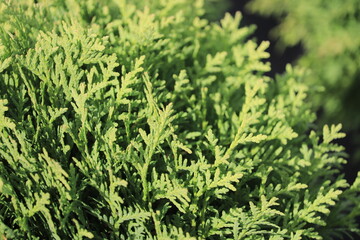 western thuja Danica / Thuja occidentalis Danica