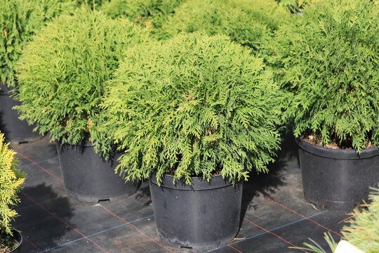 western thuja Danica / Thuja occidentalis Danica