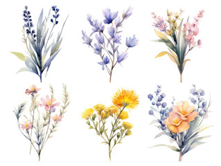 Set of Watercolor bridal wild flowers isolated on white background, AI Generated