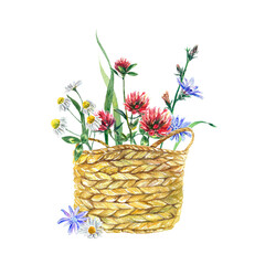 Basket with meadow flowers of chamomile, clover, chicory. Watercolor illustration isolated on a white background. Greeting cards, invitations, covers.