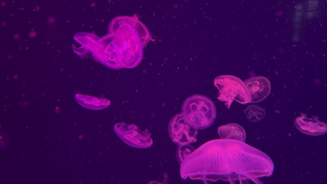 Jellyfish in the deep blue water, jellyfish in the deep sea, there are many jellyfish in the water. Colorful jellyfish.