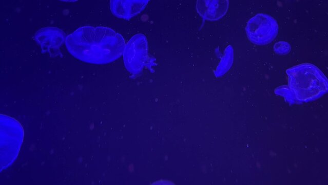 Jellyfish in the deep blue water, jellyfish in the deep sea, there are many jellyfish in the water. Colorful jellyfish.