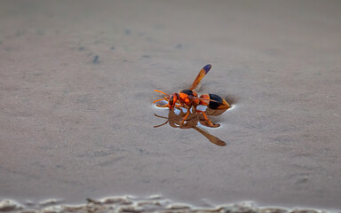 A wasp walking on water in a National Park in Queensland, Australia