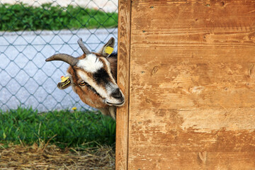 Eine neugierige Ziege schaut ums Ecke von ihrem Stall