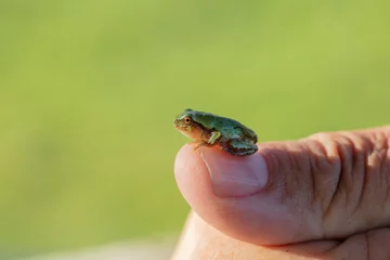 Muurstickers Tiny gray treefrog (Hyla versicolor) is native frog on humal hand © Jitka
