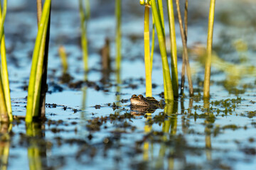 The northern leopard frog (Lithobates pipiens) in the swamp