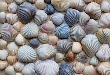 shells background