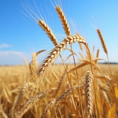 Tall wheat in field