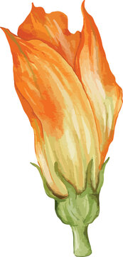 zucchini flower watercolor illustration isolated element