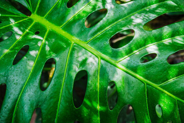Fototapeta na wymiar Monstera deliciosa leaf close up texture background