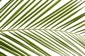 Green beautiful tropical leaf on white background, closeup