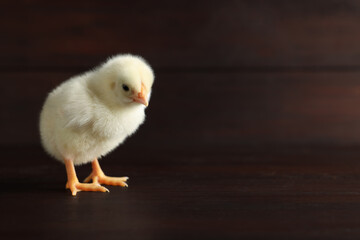 Cute chick on wooden surface, closeup with space for text. Baby animal