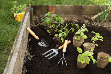 Seedlings in containers and gardening tools on ground outdoors