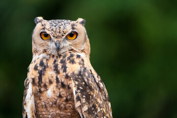 Pharaoh Eagle-owl on green background