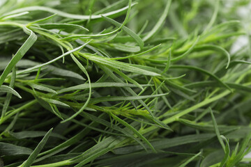 Obraz premium Fresh tarragon sprigs on blurred background, closeup
